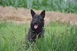 BOUVIER DES ARDENNES 345
